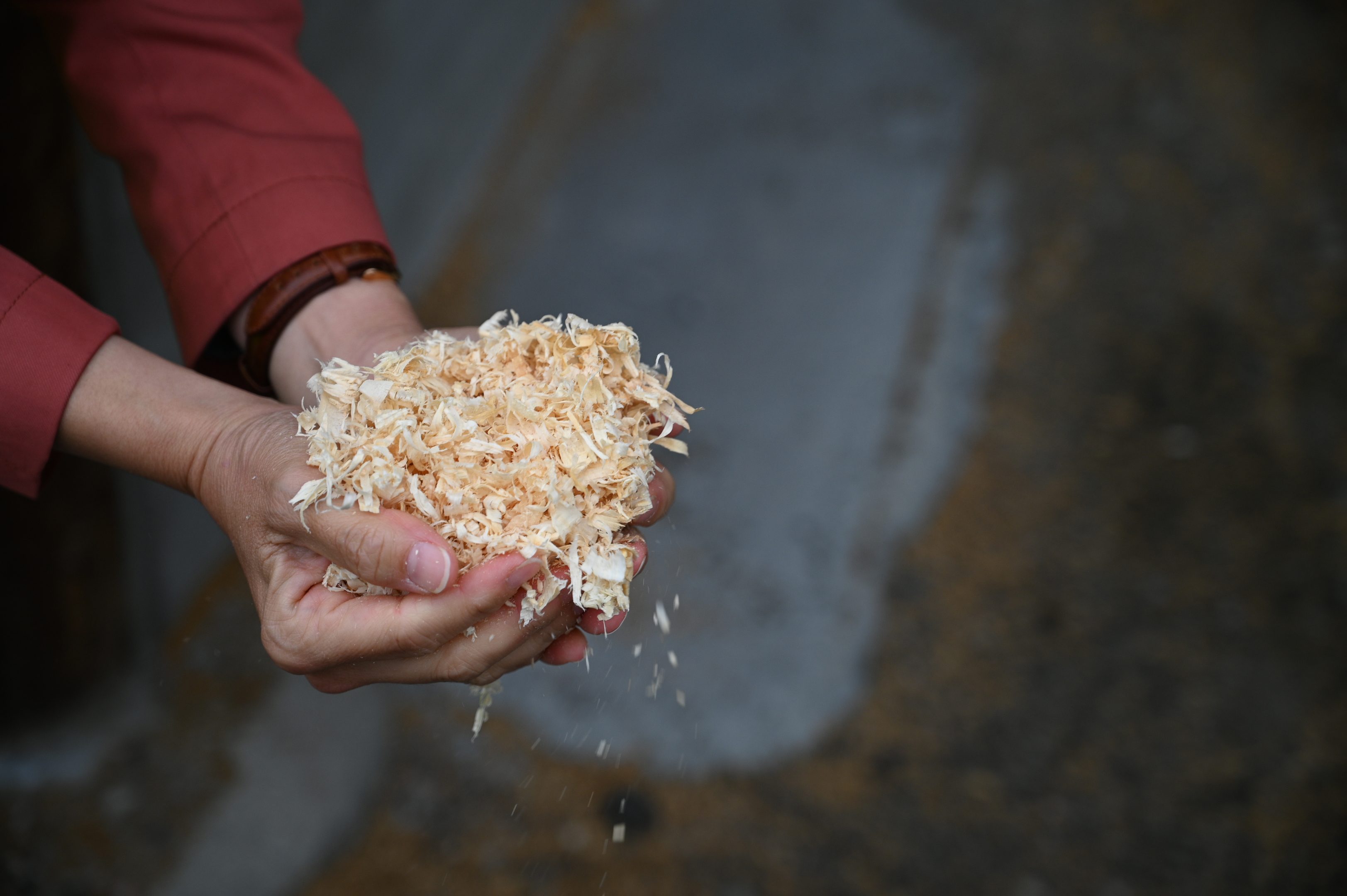 Ein Paar Hände mit roten Ärmeln hält eine Handvoll Holzspäne vor einem dunklen Hintergrund.