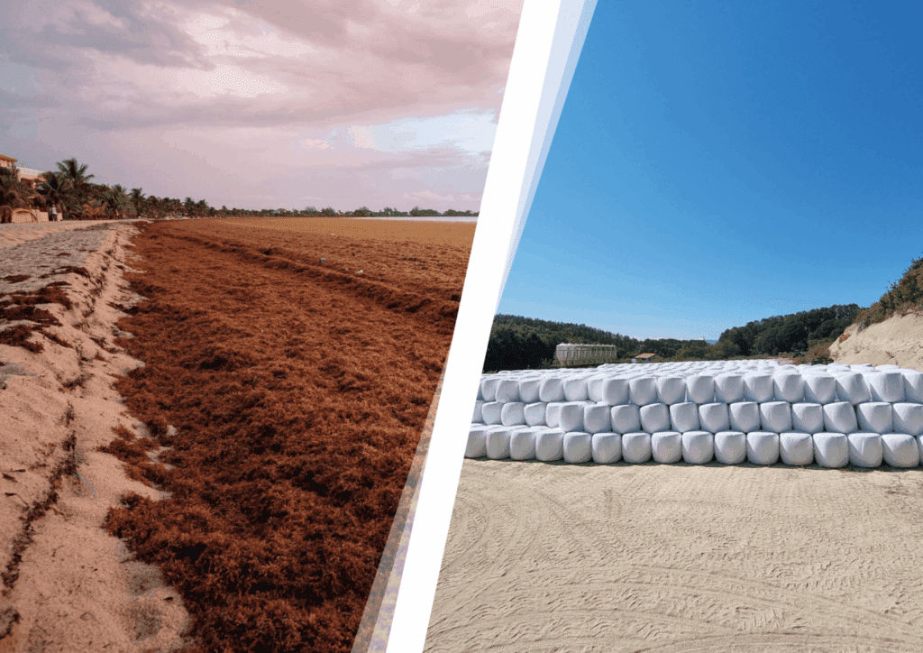 Sargassum cleanup 2023