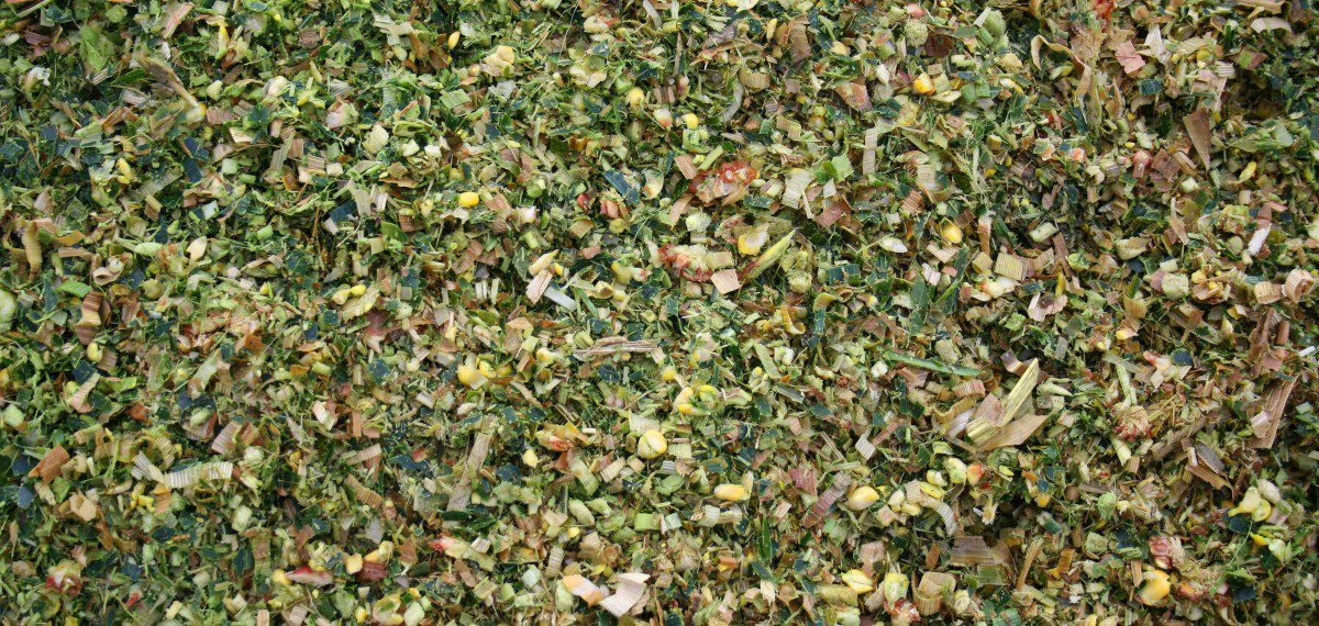 Nahaufnahme von frisch gehäckselter Maissilage