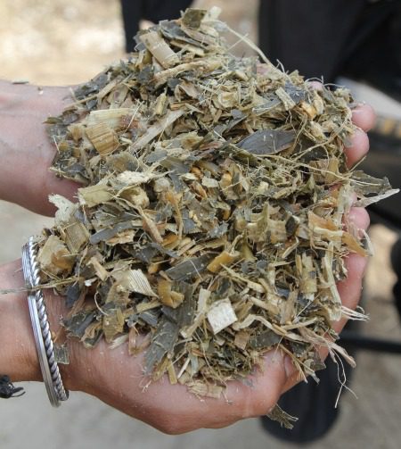 Eine Person, die eine Handvoll frischer Maissilage hält