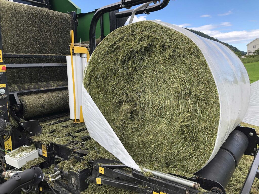Short chopped grass in a round bale partially wrapped in plastic, laying on the wrapping table of a compactor