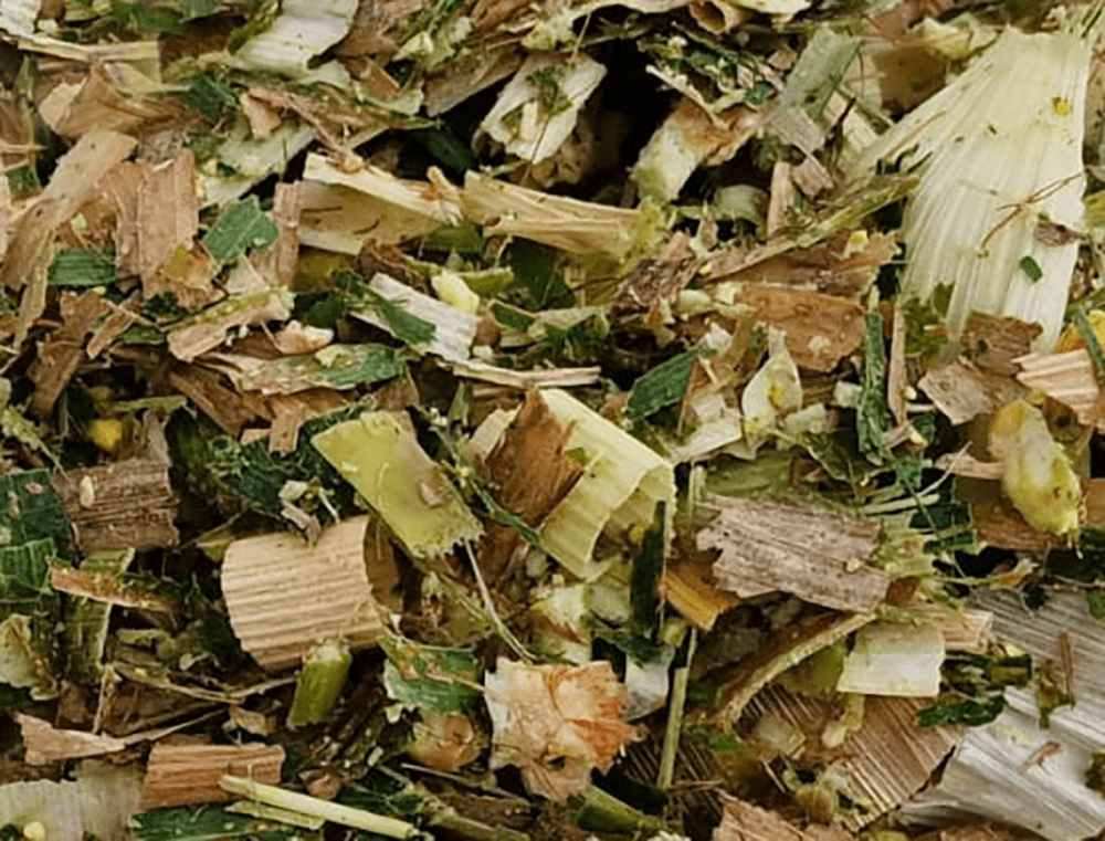 Closeup picture of Maize/corn silage