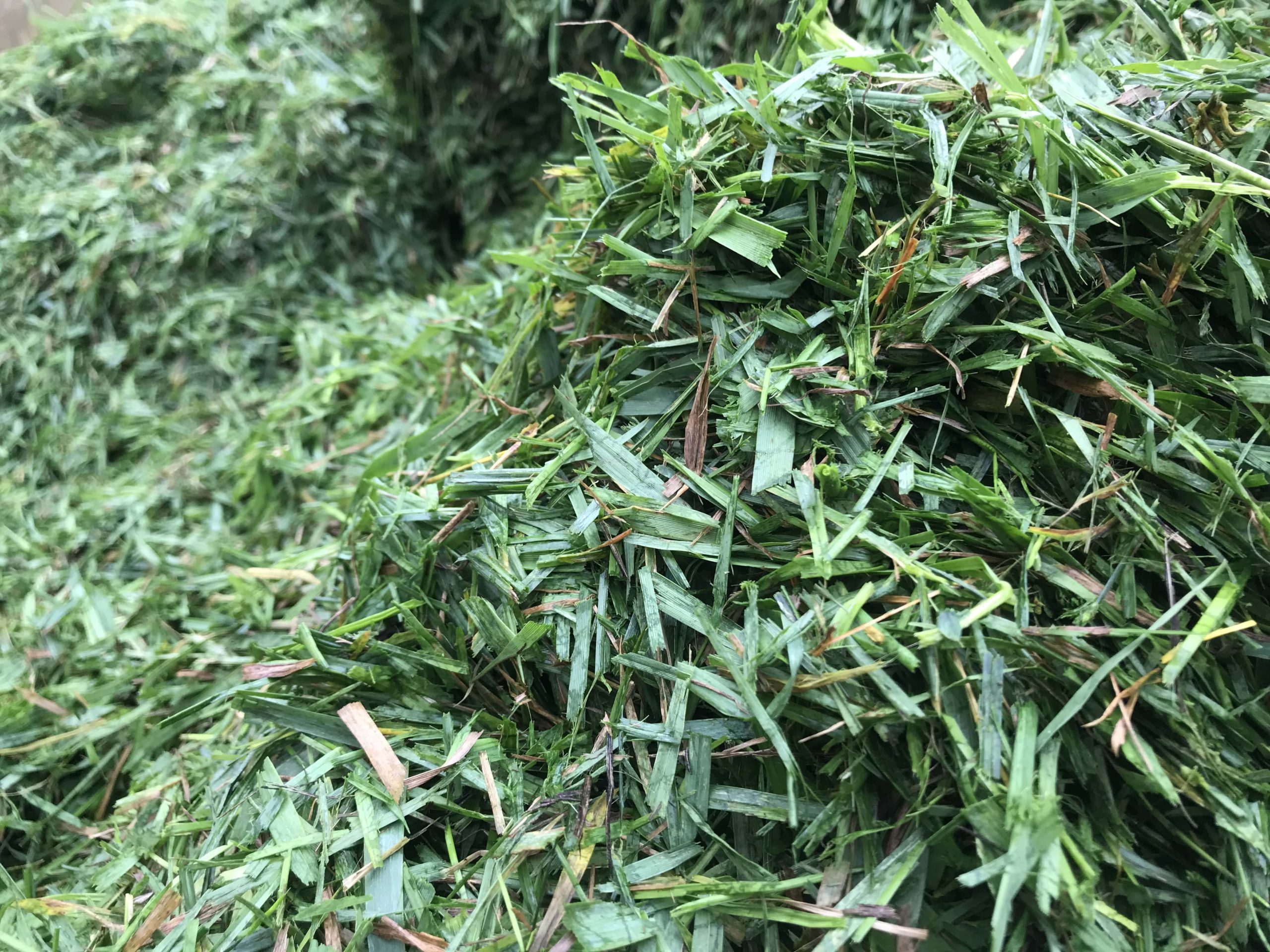 Close up of short chopped grass