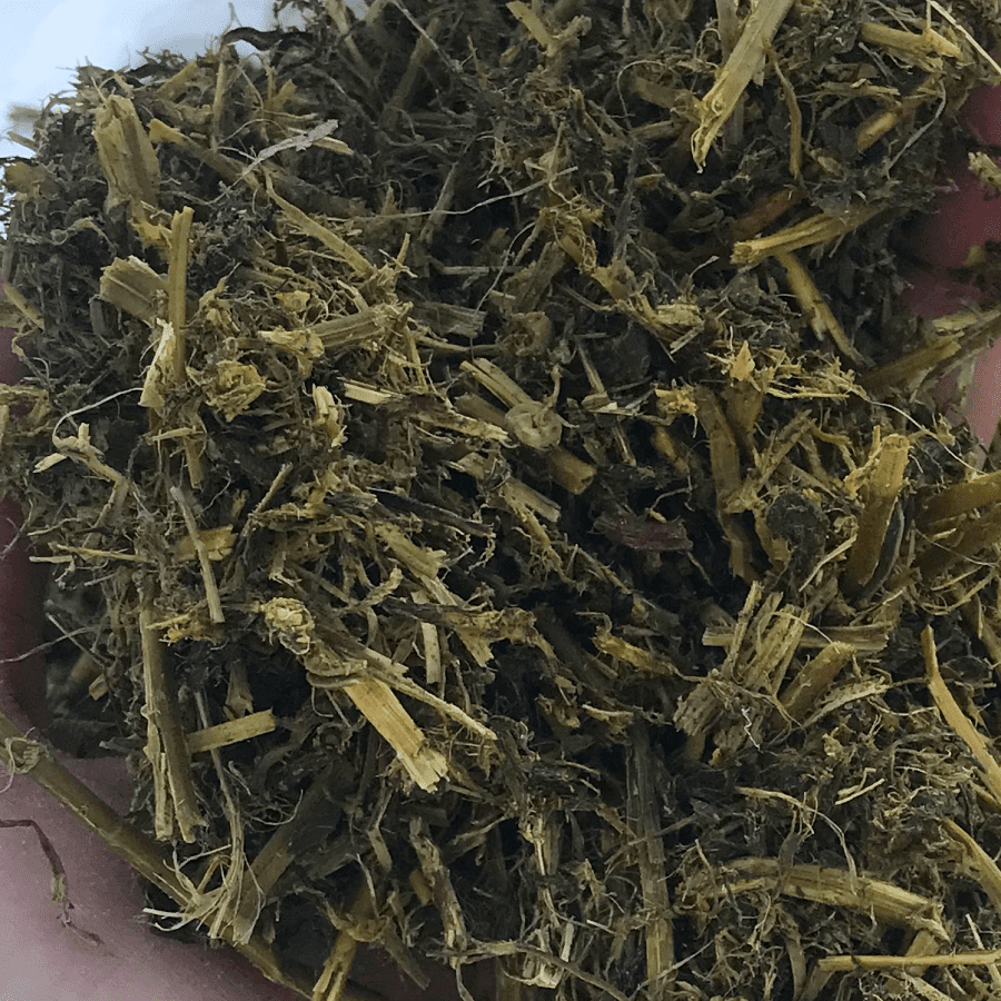 Closeup picture of alfalfa