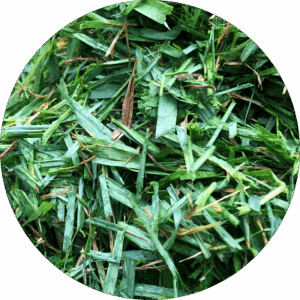 Closeup picture of Bana grass