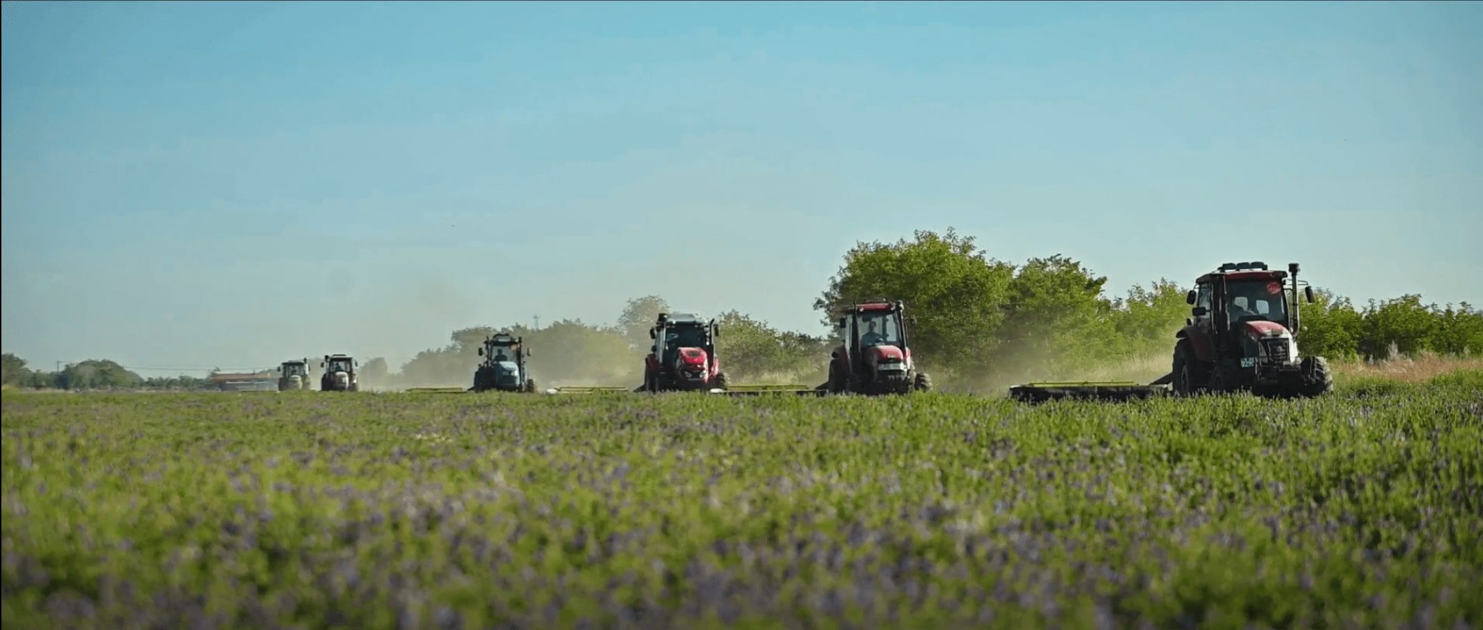 Vários tratores num campo verde, a colher luzerna com ceifeiras
