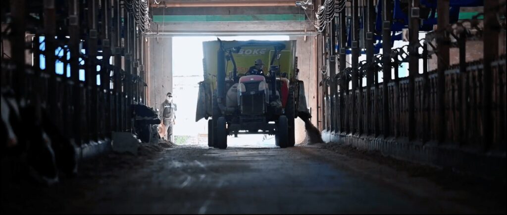 Um trator com um misturador de alimentos a passar por um comedouro descarregando alimentos para o gado