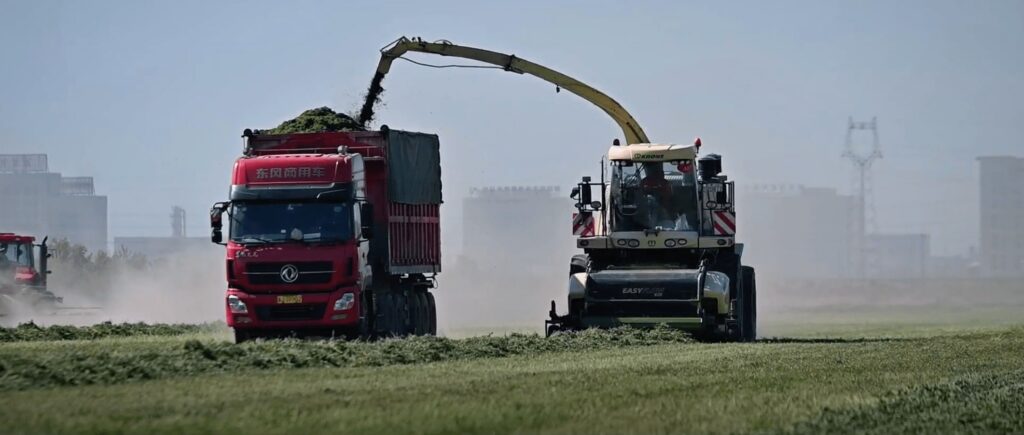 Uma ceifeira a cortar relva, transferindo-a para um camião que circula lado a lado