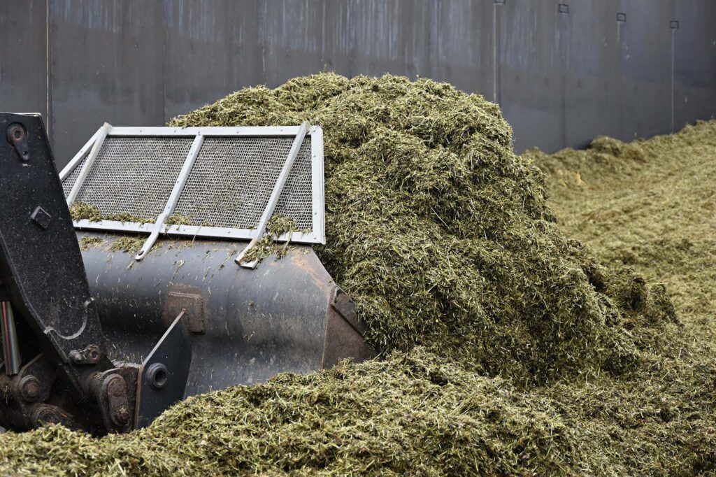 Eine Nahaufnahme eines schweren Laders, der frische Silage in einem Flachsilo aufschaufelt, wobei fein gehäckseltes Futter über die Kanten quillt.
